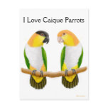 Caique Parrot Love Postcard