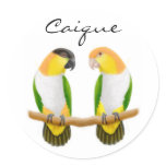 Caique Parrots Sticker