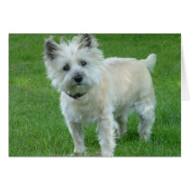 Cairn Terrier Cards