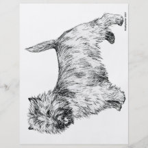 Cairn Terrier Flyer