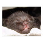 Cairo Sleeping Postcard