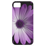 Caisse pourpre de l'iPhone 5 de fleur de marguerit Coques iPhone 5 Case-Mate