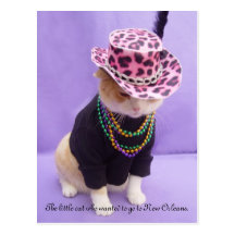 Cajun Bubba Kitty Post Card