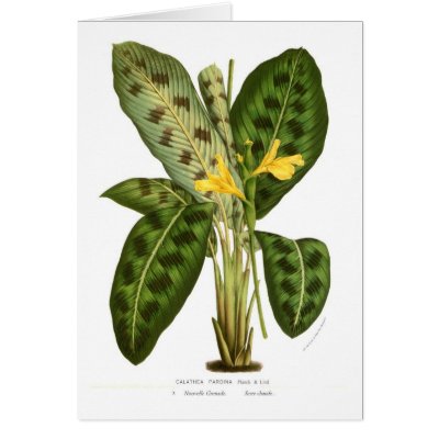 Calathea pardina greeting card by Botany_Boy
