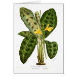 Calathea pardina cards