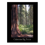 Calaveras Big Trees Post Cards