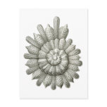 Calcarina clavigera post cards