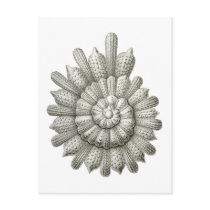 Calcarina clavigera post cards