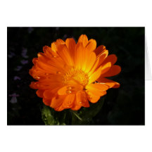 Calendula officinalis greeting card