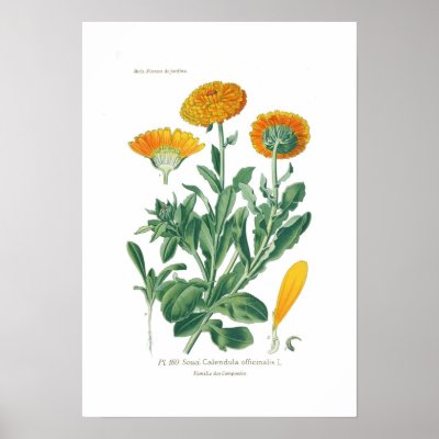 Calendula officinalis (Pot marigold) Poster by Botany_Boy