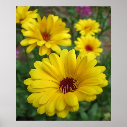 Calendulas gais affiche