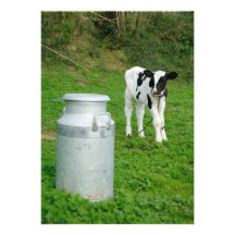 Calf and milk urn invites