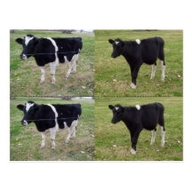 Calf Bookmarkers - customizable Postcard