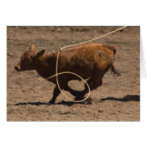 Calf is lassoed cards