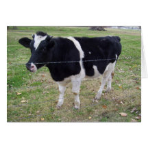 Calf Talk Cards