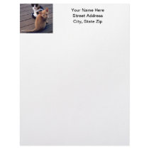 Calico and Orange Kittens Letterhead Design