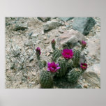 Calico Cactus (Strawberry Hedgehog) ~Print~