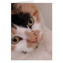 Calico Cat Card