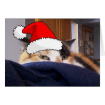 Calico Cat Cards