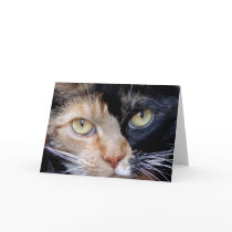 Calico cat greeting card