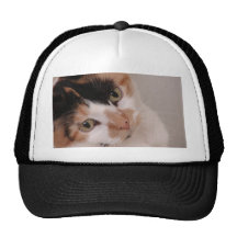 Calico Cat Hat
