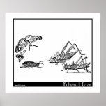Calico Drum Print