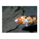 Calico Fish Postcard