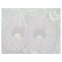 Calico flower, Brazil  flowers Letterhead Design