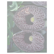 Calico flower, Brazil Personalized Letterhead