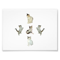 Calico Group Photo