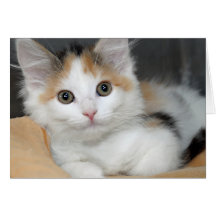 Calico Kitten Greeting/Note Cards