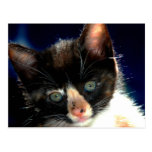 Calico Kitten Postcard