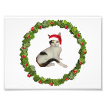 Calico Kitten's Christmas Wreath Photo