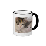Calico Kittens Coffee Mug