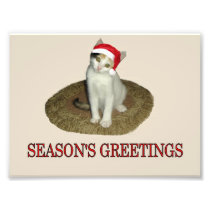 Calico Kitten's Season's Greetings Photographic Print