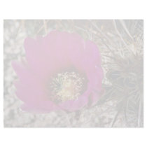 Calico Or Hedgehog Cactus flowers Letterhead Design