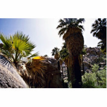 Califonia Fan Palms, Lost Palms Oasis Photo Cut Out