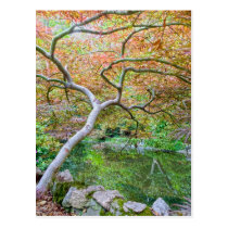 California Autumn Postcard postcards