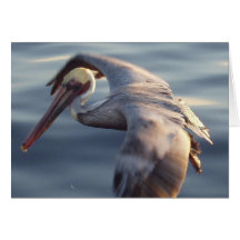 California Brown Pelican Card