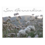 California Buckwheat Post Card