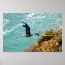 California Condor Print