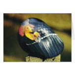 California Condor Rock card