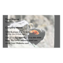 California condor with young business card