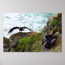 California Condors Print
