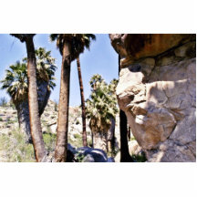 California Fan Palms, Lost Palms Oasis Acrylic Cut Out