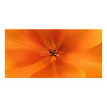 California Golden Poppy Macro Personalized Photo Card
