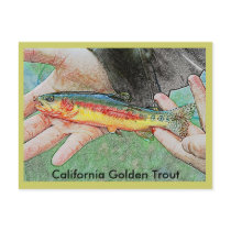 California Golden Trout Postcard