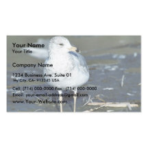 California gull business card