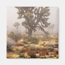 California: Joshua Tree National Monument, Magnet