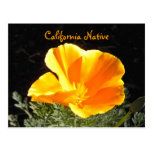 California Native Post Card